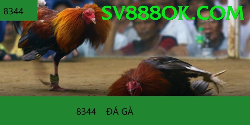 Đá Gà Trực Tiếp - Ưu đãi đặc biệt - Game hành động