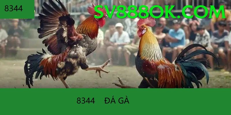 Đá Gà Trực Tiếp - Trải nghiệm tuyệt vời - Mượt mà